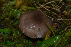 Dermoloma cuneifolium