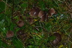 Dermoloma cuneifolium