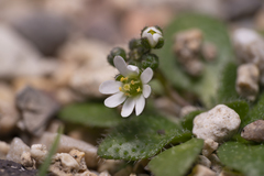 Draba praecox