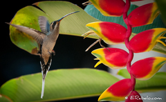 Phaethornis mexicanus