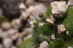 Draba praecox