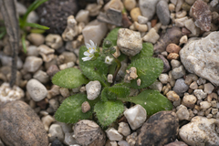 Draba praecox