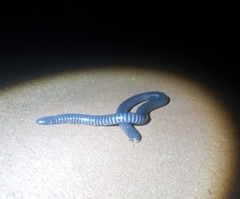 Siphonops