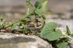 Aristolochia parvifolia