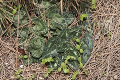 Sowbread (Cyclamen)