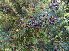 Gaultheria phillyreifolia