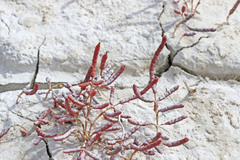 Salicornia rubra