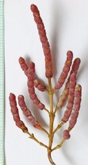 Salicornia rubra