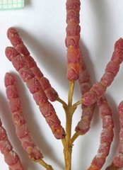 Salicornia rubra