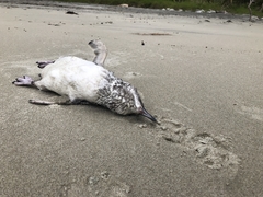 Eudyptula minor iredalei