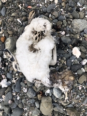 Eudyptula minor iredalei