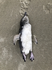 Eudyptula minor iredalei