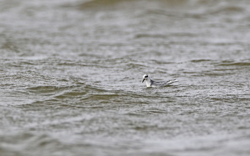 Red Phalarope, Zoetermeer, Niederlande, photo 7 of 10