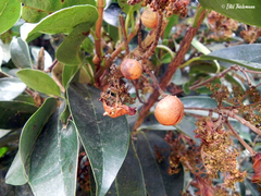 Hydrangea serratifolia
