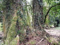 Hydrangea serratifolia