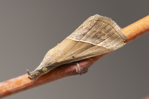 Representative image of Hypena lividalis