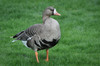 Greater White-fronted Goose - Photo (c) Skip Russell, some rights reserved (CC BY-NC-ND)