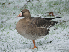 Greater White-Fronted Goose photo 4