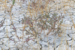 Suaeda occidentalis