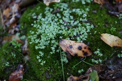Alchemilla occidentalis