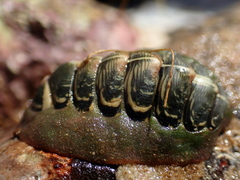 Onithochiton neglectus