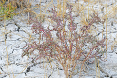 Suaeda occidentalis