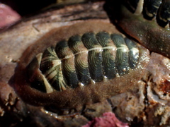 Onithochiton neglectus