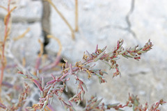 Suaeda occidentalis