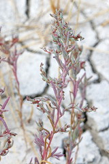 Suaeda occidentalis