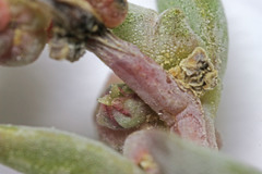 Suaeda occidentalis