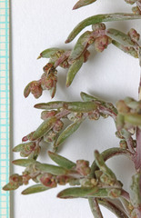 Suaeda occidentalis