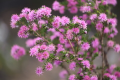 Melaleuca scabra