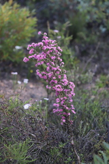 Melaleuca scabra
