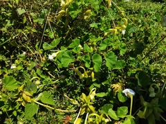 Craniolaria integrifolia