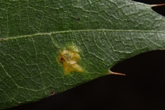 Polystepha pustuloides