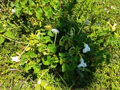 Craniolaria integrifolia