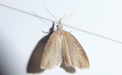 Microdes epicryptis