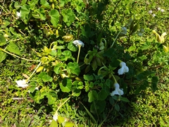 Craniolaria integrifolia