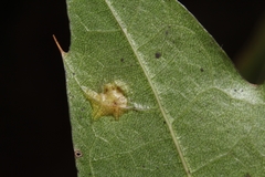 Polystepha pustuloides