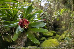 Aechmea coelestis