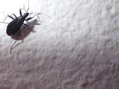 Noualhieria quadripunctata