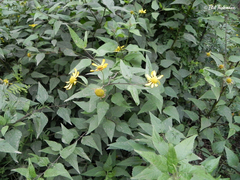 Leptocarpha rivularis