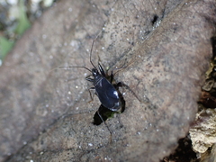 Noualhieria quadripunctata