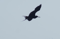 Fregata magnificens