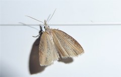 Microdes epicryptis