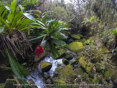 Aechmea coelestis