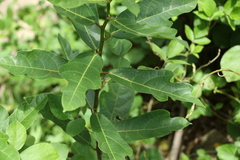 Ficus fraseri