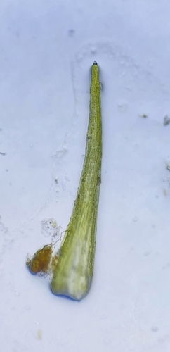 Image of Calcidicranella varia by no rights reserved