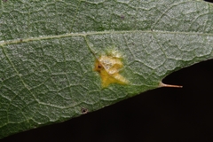 Polystepha pustuloides