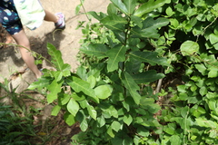 Ficus fraseri